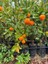 Çok Verimli 3 Yaş Tüplü Fukushi (Mandalina) Kamkat Yaş 3 Boy 120-150 cm 2