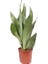 Ay Işığı Paşa Kılıcı - 60-80 cm - Sansevieria (Sanseverya) Moonshine - Çok Köklü - Uzayan 2