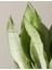 Ay Işığı Paşa Kılıcı - 60-80 cm - Sansevieria (Sanseverya) Moonshine - Çok Köklü - Uzayan 5