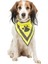 Köpek Bandanalı Tasma Small 22-28 cm 1