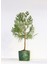 Bonsai Thuja Orientalis 2 Adet - Hediyelik Bonsai (Yeşil Saksı) 1