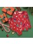 Elmp Yılbaşı Desenli %100 Pamuk Unisex Kız ve Erkek Çocuk Pijama Takımı 1-13 Yaş 4000 1