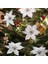 50 Paket Simli Atatürk Çiçeği Noel Ağacı Süsleri (Gümüş) (Yurt Dışından) 5