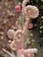 Happy Sugar Pembe Candy Stick Dekor 8 x 64 cm 2