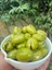 Hatay Kırma Yeşil Zeytin 5 Kg 1