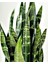 Koyu Yeşil Paşa Kılıcı Bitkisi - 40-60 cm - Sansevieria Zeylanica - Çok Köklü - Uzayan 1