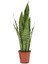 Koyu Yeşil Paşa Kılıcı Bitkisi - 40-60 cm - Sansevieria Zeylanica - Çok Köklü - Uzayan 2