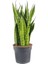 Koyu Yeşil Paşa Kılıcı Bitkisi - 40-60 cm - Sansevieria Zeylanica - Çok Köklü - Uzayan 3