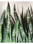 Koyu Yeşil Paşa Kılıcı Bitkisi - 40-60 cm - Sansevieria Zeylanica - Çok Köklü - Uzayan 5