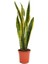 Sarı Kenarlı Paşa Kılıcı - 60-80 cm - Sansevieria Laurentii - Çok Köklü - Uzayan 2