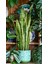 Sarı Kenarlı Paşa Kılıcı - 60-80 cm - Sansevieria Laurentii - Çok Köklü - Uzayan 3