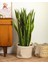 Sarı Kenarlı Paşa Kılıcı - 60-80 cm - Sansevieria Laurentii - Çok Köklü - Uzayan 4