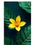 Matisse - Boho - Art Deco - Soyut - Doğa ( 3 Lü Çerçevesiz ) Poster - Afiş - Tablo KR2C01148/ 3