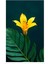 Matisse - Boho - Art Deco - Soyut - Doğa ( 3 Lü Çerçevesiz ) Poster - Afiş - Tablo KR2C01148/ 4