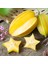 Aşılı Tüplü Yıldız Meyvesi Fidanı Carambola, 60-80 Cm, 1