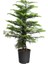 Yılbaşı Çamı - Salon Çamı - 120-150 cm - Araucaria - Dev Arokarya Çamı - Çok Değerli 2