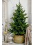 Yılbaşı Çamı - Salon Çamı - 120-150 cm - Araucaria - Dev Arokarya Çamı - Çok Değerli 3