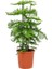 Yılbaşı Çamı - Salon Çamı - 40-60 cm - Arokarya Çamı - Araucaria - Çok Değerli 2