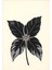 Matisse - Boho - Art Deco - Soyut - Doğa ( 3 Lü Çerçevesiz ) Poster - Afiş - Tablo KR2C00304/ 4