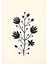 Matisse - Boho - Art Deco - Soyut - Doğa ( 3 Lü Çerçevesiz ) Poster - Afiş - Tablo KR2C00307/ 3