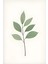 Matisse - Boho - Art Deco - Soyut - Doğa ( 3 Lü Çerçevesiz ) Poster - Afiş - Tablo KR2C00695/ 2