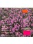 Pansy Division - Undressed CD 2