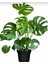 Delikli Deve Tabanı - 60-80 cm - Monstera Deliciosa - Popüler Bitki - Dolgun Formda 3