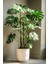 Delikli Deve Tabanı - 60-80 cm - Monstera Deliciosa - Popüler Bitki - Dolgun Formda 4