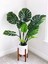 Delikli Deve Tabanı - 60-80 cm - Monstera Deliciosa - Popüler Bitki - Dolgun Formda 5