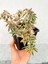 4 Adet Alacalı Abelia Grandiflora Confetti Fidanı Dış Mekan Çit Bitkisi 1