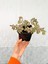 4 Adet Alacalı Abelia Grandiflora Confetti Fidanı Dış Mekan Çit Bitkisi 2