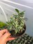 4 Adet Alacalı Abelia Grandiflora Confetti Fidanı Dış Mekan Çit Bitkisi 3