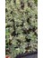 4 Adet Alacalı Abelia Grandiflora Confetti Fidanı Dış Mekan Çit Bitkisi 4