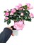 Pembe Çiçekli Açelya Bitkisi Azalea 1