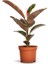 Pembe Alacalı Kauçuk Bitkisi - 40-60 cm - Ficus Elastica - Popüler Bitki - Dolgun Formda 1