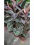 Pembe Alacalı Kauçuk Bitkisi - 40-60 cm - Ficus Elastica - Popüler Bitki - Dolgun Formda 4