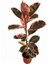 Pembe Alacalı Kauçuk Bitkisi - 80-100 cm - Ficus Elastica - Popüler Bitki - Dolgun Formda 5