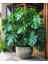 Delikli Deve Tabanı - 90-120 cm - Monstera Deliciosa - Popüler Bitki - Dolgun Formda 1