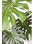 Delikli Deve Tabanı - 90-120 cm - Monstera Deliciosa - Popüler Bitki - Dolgun Formda 3