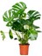 Delikli Deve Tabanı - 90-120 cm - Monstera Deliciosa - Popüler Bitki - Dolgun Formda 4