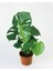 Delikli Deve Tabanı - 40-60 cm - Monstera Deliciosa - Popüler Bitki - Dolgun Form 1