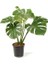 Delikli Deve Tabanı - 40-60 cm - Monstera Deliciosa - Popüler Bitki - Dolgun Form 2