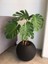 Delikli Deve Tabanı - 40-60 cm - Monstera Deliciosa - Popüler Bitki - Dolgun Form 4