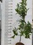 5 Yaş W.murcoot Mandalina 2