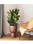 Koyu Yeşil Kauçuk Bitkisi - 40-60 cm - Ficus Elastica Robusta - Dolgun Formda 3