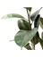 Koyu Yeşil Kauçuk Bitkisi - 40-60 cm - Ficus Elastica Robusta - Dolgun Formda 4