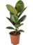 Koyu Yeşil Kauçuk Bitkisi - 40-60 cm - Ficus Elastica Robusta - Dolgun Formda 1