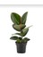 Koyu Yeşil Kauçuk Bitkisi - 40-60 cm - Ficus Elastica Robusta - Dolgun Formda 2