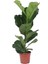 Keman Yapraklı Kauçuk - 40-60 cm - Ficus Lyrata - Popüler Bitki - Dolgun Formda 2