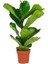 Keman Yapraklı Kauçuk - 80-100 cm - Ficus Lyrata - Popüler Bitki - Dolgun Formda 1